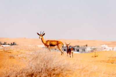 Gazelle on field in front of buildings