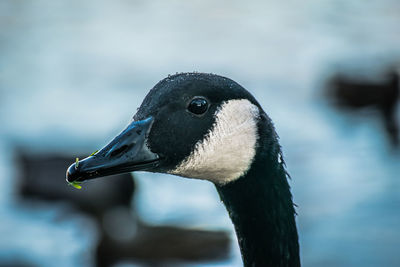 Close-up of canada goose