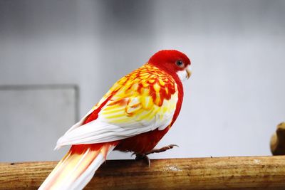 Close-up of bird perching on wood