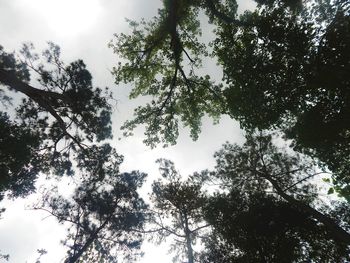 Low angle view of trees against sky