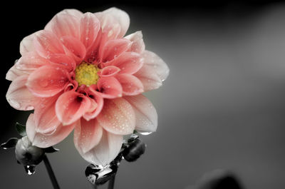 Close-up of pink flowers