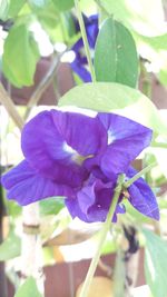 Close-up of purple flower