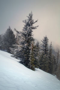 Trees on snow covered landscape against sky