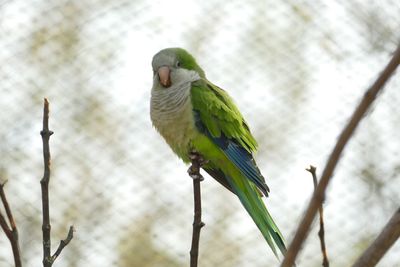 Close-up of parrot perching on branch