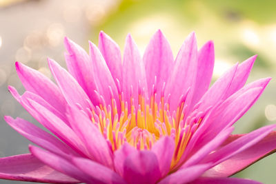 Close-up of pink water lily