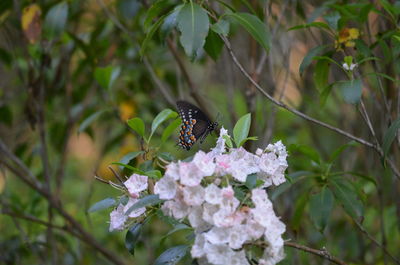 Close-up of butterfly pollinating on flower