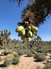 Fruits growing on tree against sky