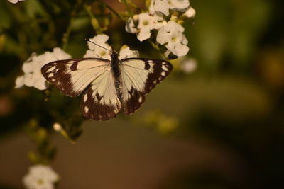 Close-up of butterfly perching on plant