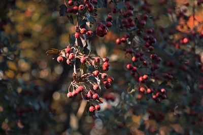 Close-up of red berries growing on tree