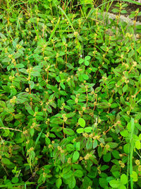 Full frame shot of leaves on field