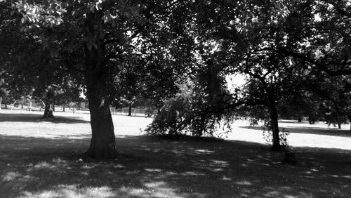 Trees growing on field