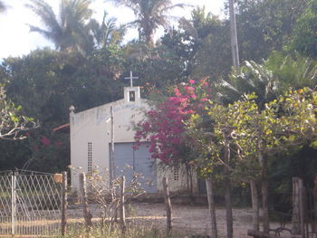 Plants by trees against built structure