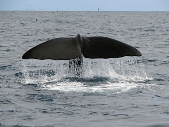 Humpback whale diving into sea against sky