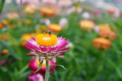 Close-up of insect on flower