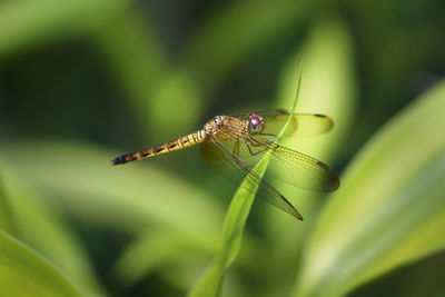 Close-up of insect on leaf