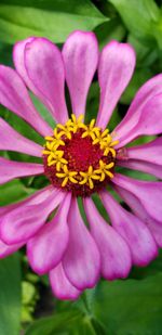 Close-up of pink flower