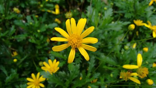 Close-up of yellow flowers blooming outdoors