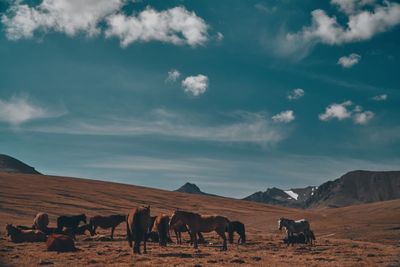 Cows grazing on desert against sky