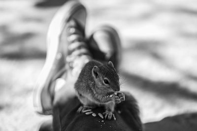 Close-up of squirrel