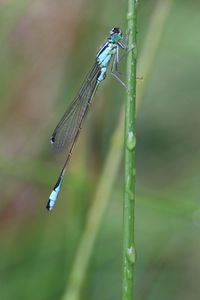 Close-up of dragonfly on plant