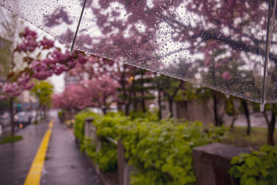 Wet road amidst flowering plants during rainy season