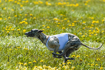 Whippet dog in white shirt running and chasing lure in the field on coursing competition