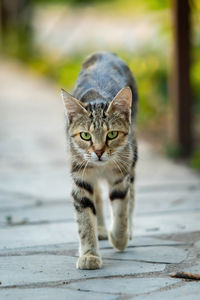 Portrait of cat on footpath