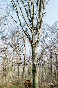 Bare tree in forest against sky