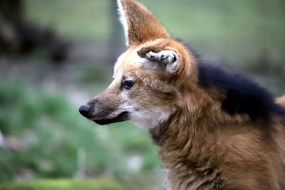 Close-up of maned wolf looking away