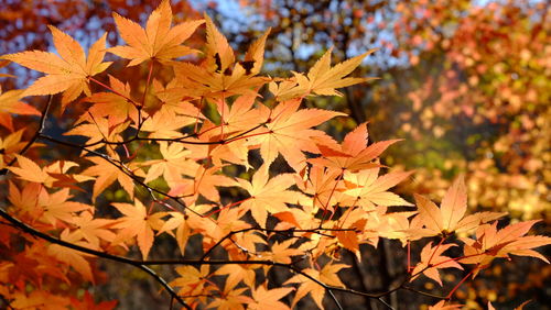 Close-up of maple tree