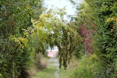 Scenic view of flowering trees on field