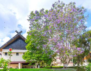 Flowering tree by building against sky