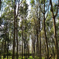 Low angle view of bamboo trees in forest