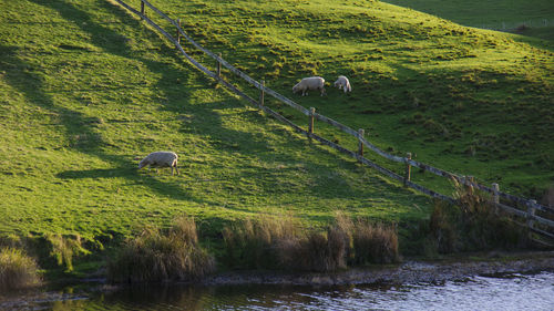 View of sheep grazing on landscape