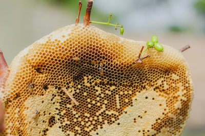 Honeycomb with sweet honey. yellow honeycomb just taken from beehive with sweet honey.