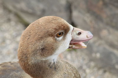 Close-up of a bird looking away