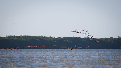 Birds flying over lake against sky