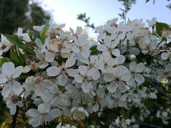 Close-up of white flowers blooming on tree