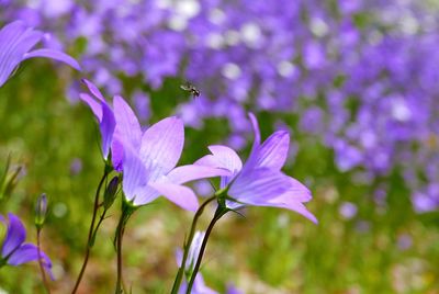 Close-up of purple flowering plant