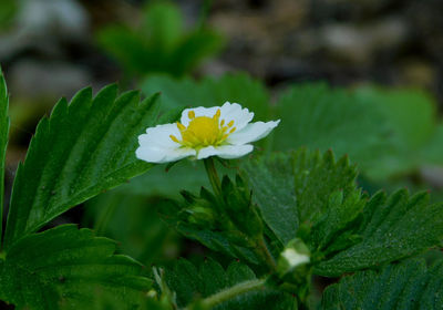 Close-up of white flowering plant