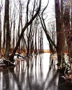 Reflection of trees in lake against sky