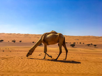 Camels walking on desert against clear sky