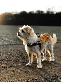 Full length of a dog looking away