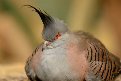 Close-up of bird