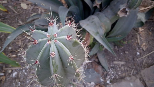 Close-up of cactus plant