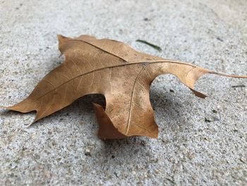 High angle view of dry leaf on field