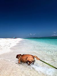 View of a dog on beach