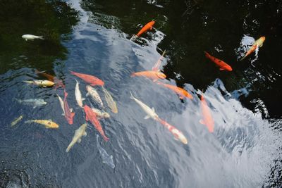 High angle view of koi carps swimming in lake