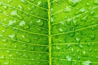 Full frame shot of raindrops on leaf