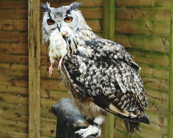 Owl with chick in mouth perching on wooden post
